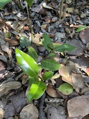 Ottoschulzia rhodoxylon