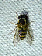 Epistrophe grossulariae