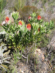 Leucospermum erubescens