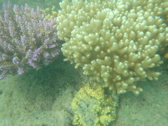 Acanthastrea pachysepta