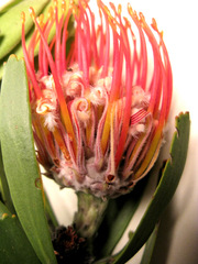 Leucospermum erubescens