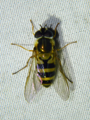 Epistrophe grossulariae