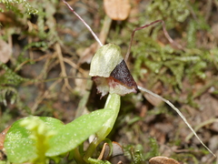 Corybas vitreus