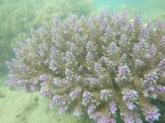 Acropora valida