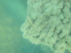 Ecsenius mandibularis