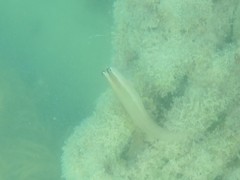 Ecsenius mandibularis