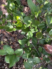 Ottoschulzia rhodoxylon