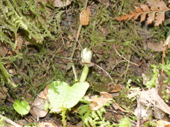 Corybas vitreus