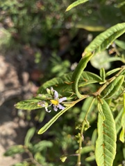 Solanum bahamense