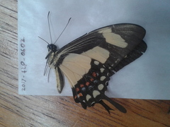 Heraclides torquatus