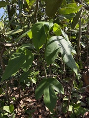 Jatropha hernandiifolia