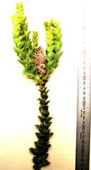 Paranomus spathulatus