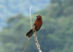 Ramphocelus melanogaster