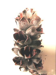 Paranomus spathulatus