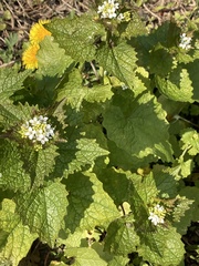 Alliaria petiolata