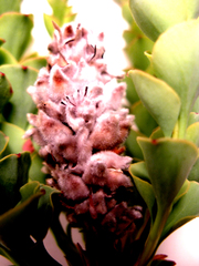 Paranomus spathulatus