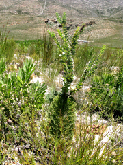 Paranomus spathulatus