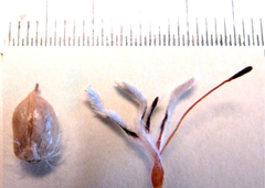 Paranomus spathulatus