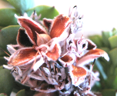 Paranomus spathulatus