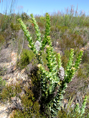 Paranomus spathulatus