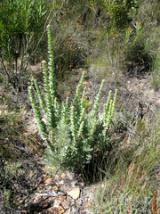 Paranomus spathulatus