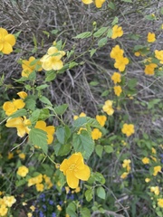 Kerria japonica