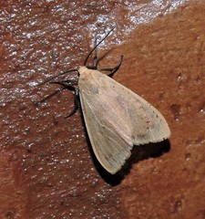 Pareuchaetes aurata