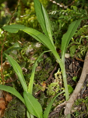 Pterostylis oliveri