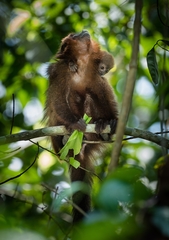 Plecturocebus cupreus