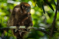 Plecturocebus cupreus