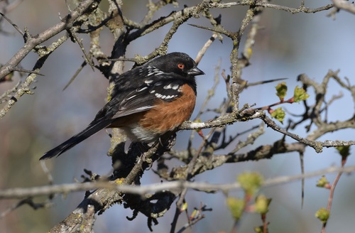 Spotted Towhee, photo 9 of 9
