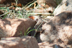 Gerrhosaurus flavigularis