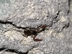 Pseudoblothrus strinatii