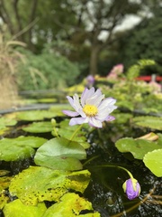 Nymphaea