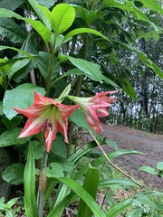 Hippeastrum striatum
