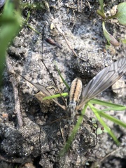 Tipula pabulina
