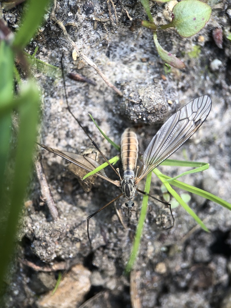 Tipula pabulina