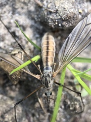 Tipula pabulina