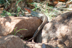 Gerrhosaurus flavigularis