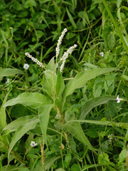 Persicaria attenuata