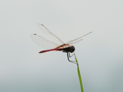 Urothemis signata insignata