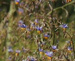 Dianella callicarpa