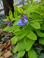 Mertensia virginica
