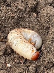 Dynastes tityus
