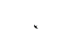 Falconiformes