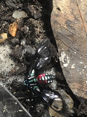 Poecilosoma eone