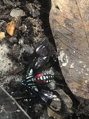 Poecilosoma eone