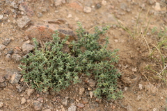 Anabasis brevifolia