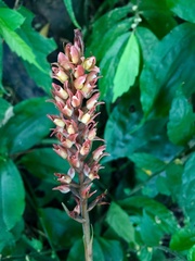 Goodyera rubicunda