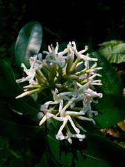 Anodendron benthamiana